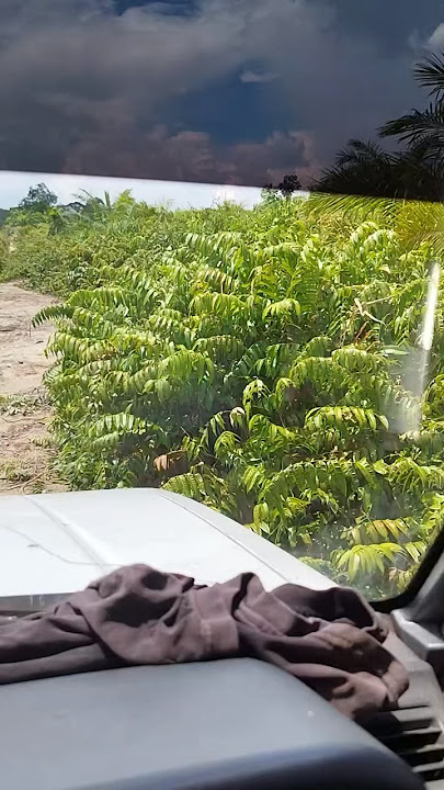 ORANG CAKAP KALAU KENA SENGAT DENGAN TEBUAN TANAH AUTO KEMBALI KE TANAH ..... kredit : mrnobody_94