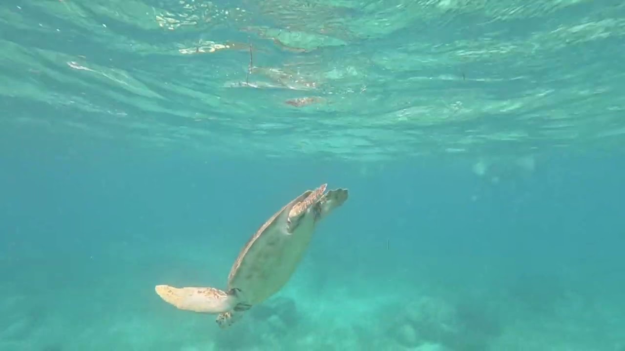 Schnorcheln mit Seekuh und Schildkröten