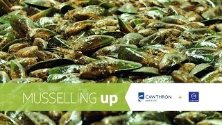 Musselling up – A new research project funded by High-Value Nutrition