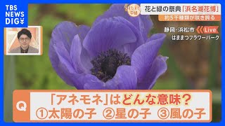 花と緑の祭典！浜名湖花博2024 「アネモネ」「ガーベラ」一風変わった「チューリップ」も　静岡・浜松市【すたすた中継】｜TBS NEWS DIG