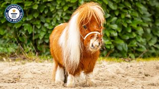 The SHORTEST Horse in the World | Guinness World Records