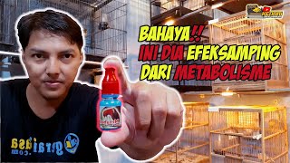 BAHAYANYA METABOLIS || EFEK SAMPING PADA BURUNG KENARI || KALIAN PERNAH MENGALAMI??