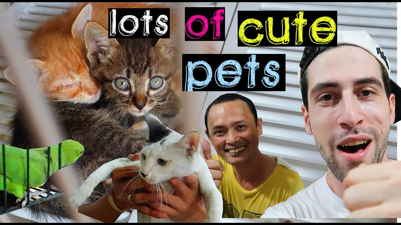 cartimar pet shop cat price 2018