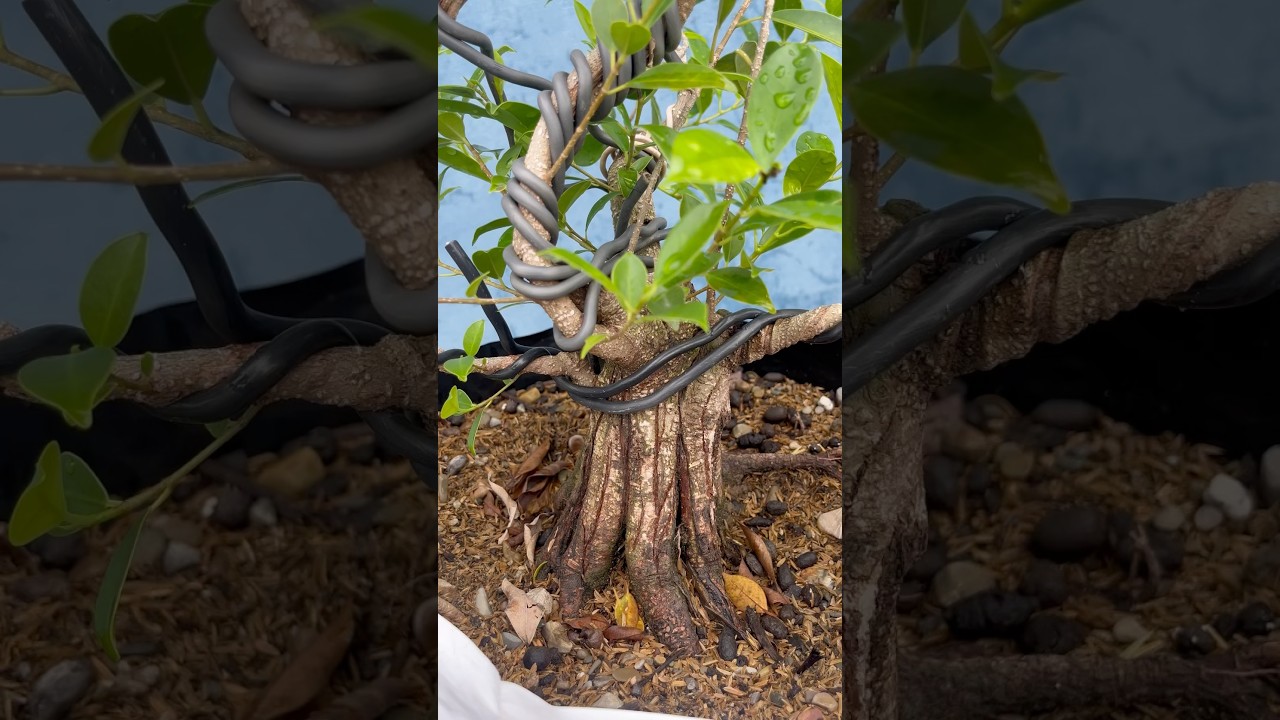 Preparation for making bonsai 