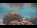 Underwater rain of the Seychelles