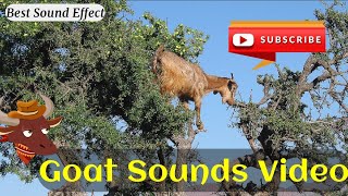 Goat Sound Effect no copyright | Bakari ki Awaaz #goatsound #animalsounds screenshot 3