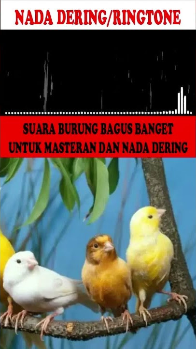 NADA DERING|RINGTONE|MASTERAN BURUNG SUARA KICAUAN KENARI  GACOR TEMBAKAN KASARAN PART-2