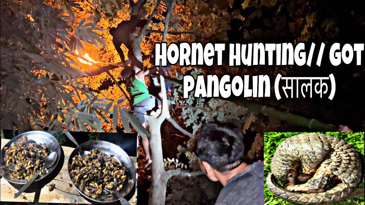 Black Hornet Hunting And Eating || Found Pangolin And Safely Rescue || 