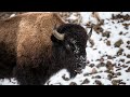 The Winter Social Club: Bison Herd Dynamics in the Cold