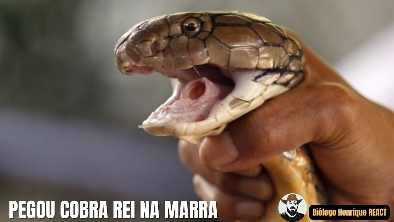 Pegou Cobra Rei na Marra | Biólogo Henrique