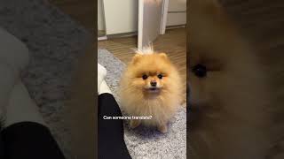 Translating cute Pomeranian barks with the Android app Barkly. What's he saying?