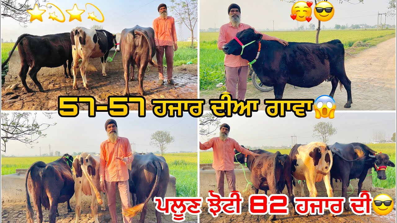 6 March 2026 PH 9914025266👈 ਬਾਈ ਕੋਲ ਟੋਪ ਦੇ ਪਸ਼ੂ ਰੇਟ ਨਿੱਕੇ ਨਿੱਕੇ 💫⭐️💫⭐️