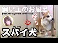 犬がお風呂を覗くので一緒に入るか聞いてみた結果~コーギーのハク~Dog bath time