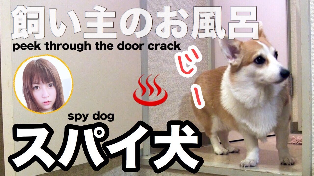 犬がお風呂を覗くので一緒に入るか聞いてみた結果 コーギーのハク Dog Bath Time Youtube