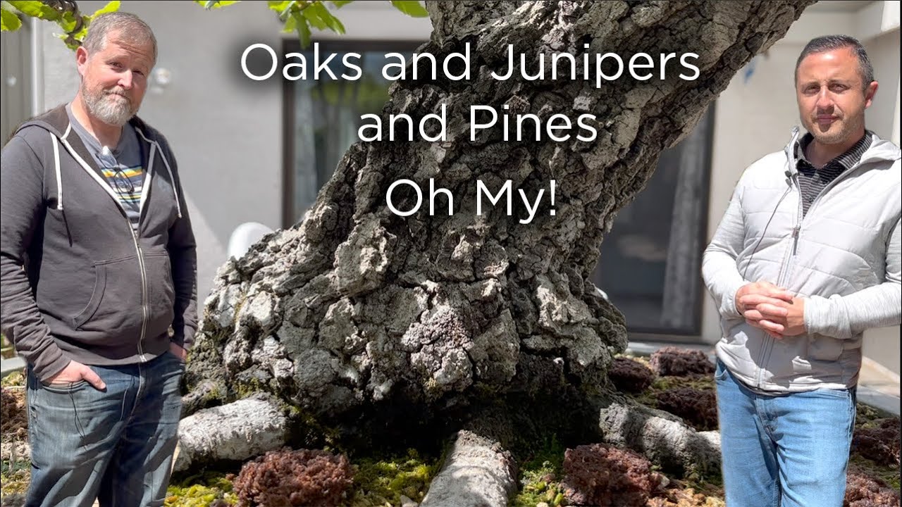 Bonsaify | Фантастическая коллекция бонсай Майка Пистелло