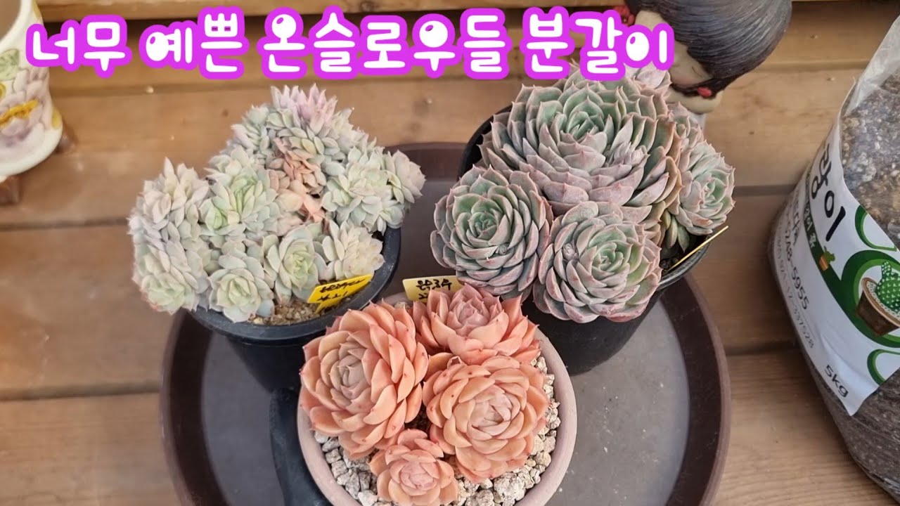 26.3.1 🌹너무 예쁜 온슬로우들 분갈이해요🌹 #스피드다육 010-5248-5955 