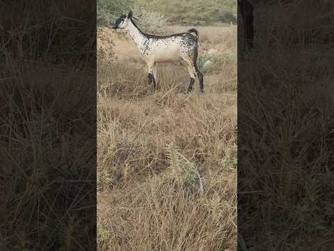 عنز بيشه معها جفره للبيع رقم واتس ساب 0546106308