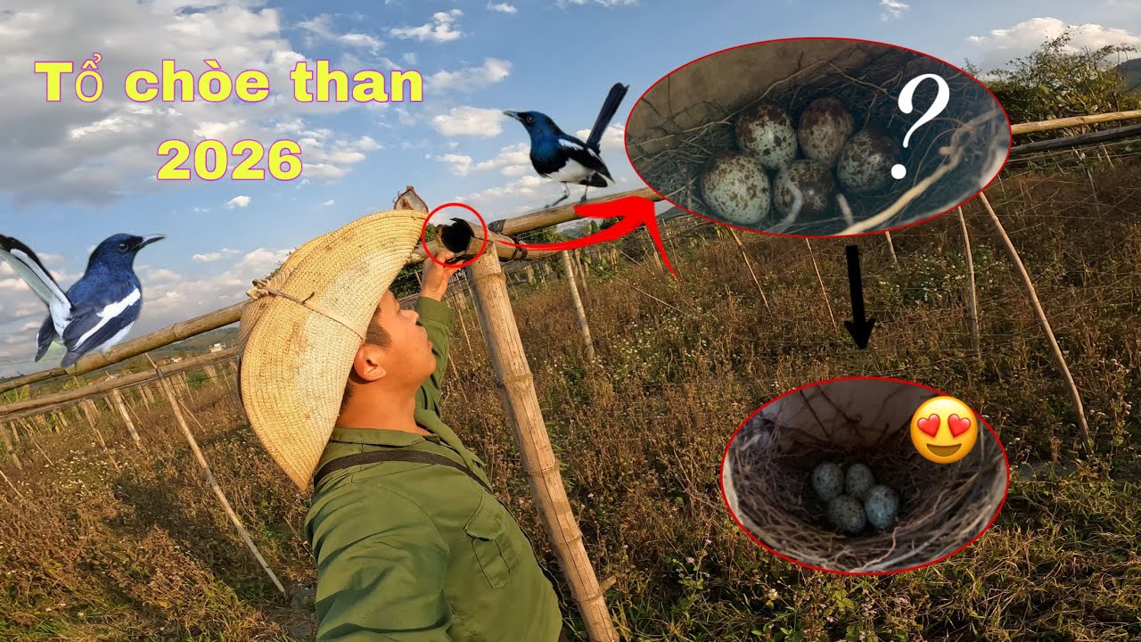 Thử Tìm Tổ Chim Chòe Than 2026 Và Cái Kết . Tim Tổ Chim Chòe Than 2026 | Duy Tôm Tv