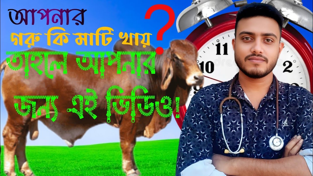 বাছুর ও ষাঁড় মাটি খায় কেন? কারণ, ক্ষতি ও সম্পূর্ণ প্রতিকার 