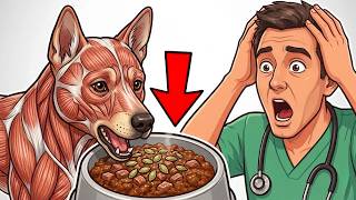 Sie gab täglich Kürbiskerne ins Hundefutter - der Tierarzt war sprachlos😯
