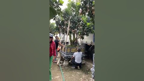 Độc Lạ Bưởi Cảnh Tết, Bưởi Quả Thật. Và Những cây bưởi cảnh tết đắt giá nhất Việt Nam. 0911451210.
