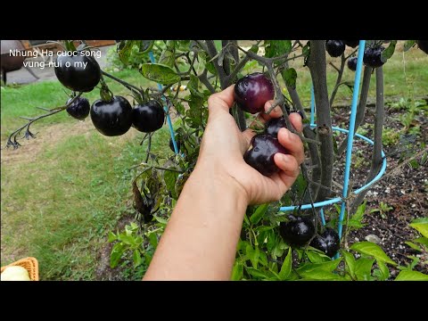 Video THU HOẠCH ỚT TRIỆU NGỌT, CÀ CHUA ĐEN, DƯA LEO CHANH,... - youtube