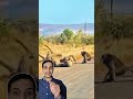 القائد الشجاع قطيع القرود يهجمون على الفهد القائد الشجاع قطيع القرود يهجمون على الفهد