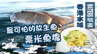 【漁人推介】香港水域 海底為何會有心跳聲和阿火一起潛入大海看看最可怕的放生魚 和大家一起製作粟米魚塊海鮮食譜Catch and Cook  Seafood