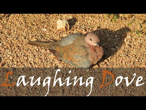 Laughing Dove Bird Call & Video - Laughing Dove Sound & Song - Common Birds | Stories Of The Kruger