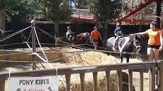 Pony ride at the pumpkin patch