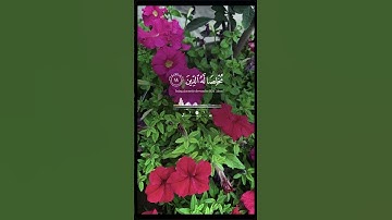 #ماهر_المعيقلي #سورة #الزمر #القرآن_الكريم #dilen_elias #اكسبلور #ارح_قلبك #اطمئنان_القلوب #لايك
