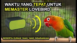 Waktu Dan Durasi Memaster Lovebird Yang Paling Baik Dan Efektif