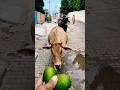 Feeding Raw Mango to Cows... Their Reaction is Priceless! 😱🥭 #shorts #cowvideos #viralshorts