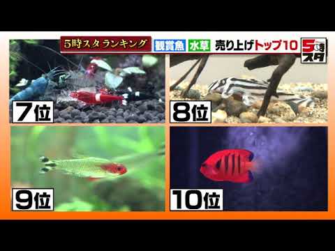 水草を食べる魚を避けるべき5選と被害を防ぐ実践法