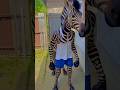 ছোটু তো জেব্রা🦓 হয়ে গেলো 😂 | Funny Bengali Video | #Shorts