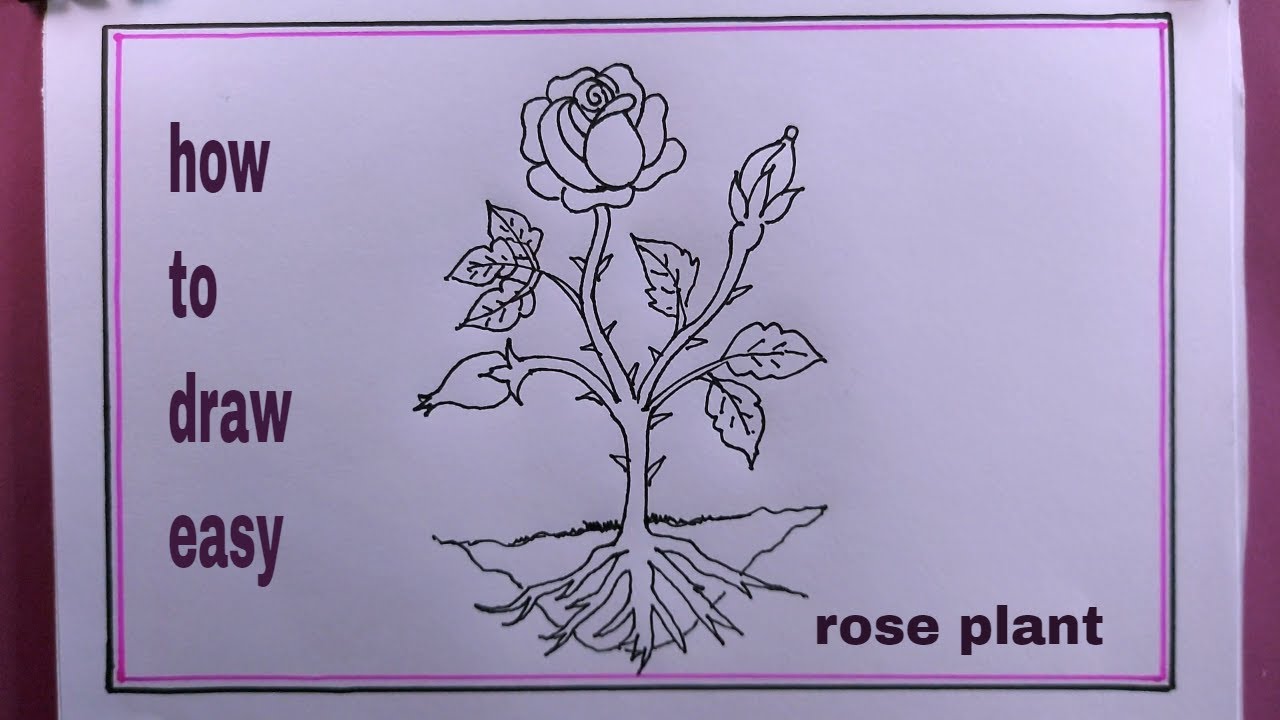 Printable Rose Coloring Pages - 30 Roses Illustrations - Easy Peasy and Fun