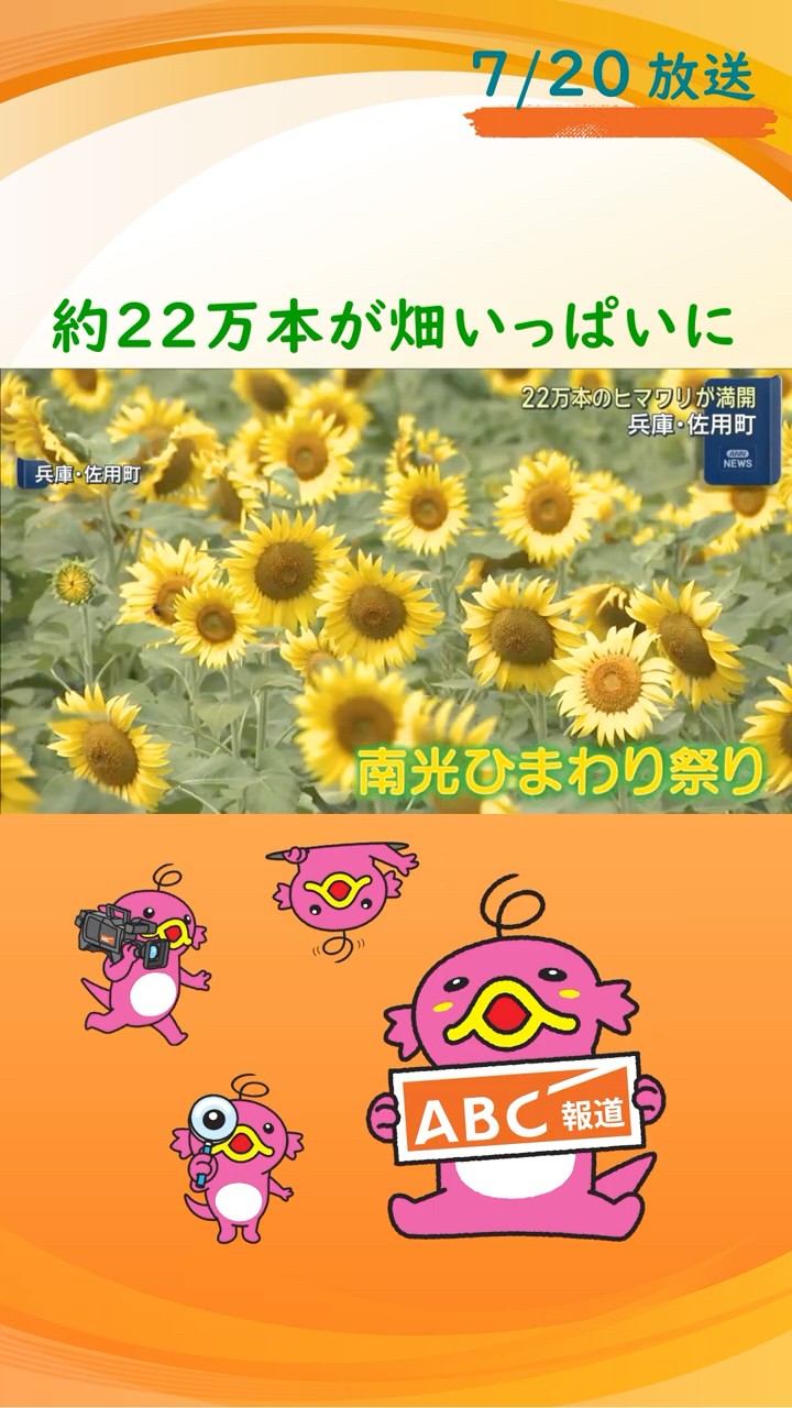 癒やされます」約22万本が畑いっぱいに 兵庫・佐用町でヒマワリ満開