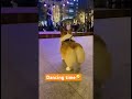 Dancing Corgi😂 #corgi #short #ytshorts #funny