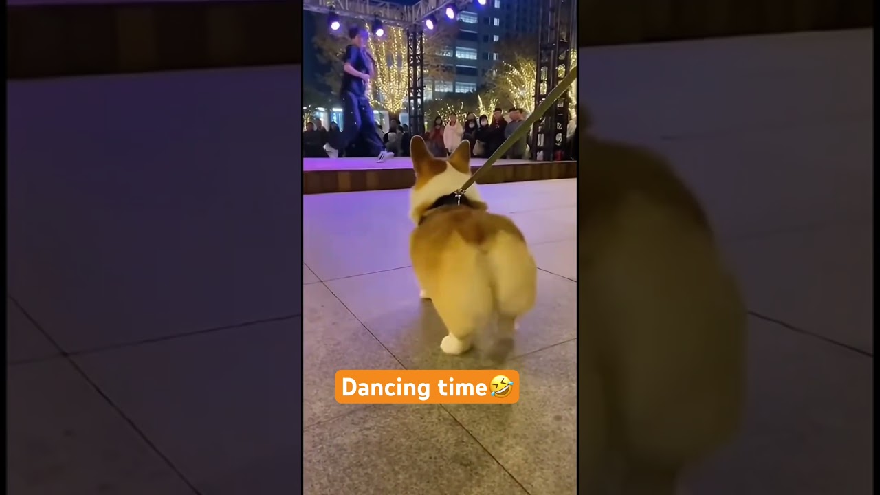 Dancing Corgi😂 #corgi #short #ytshorts #funny