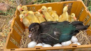 Amazing Pekin Ducklings Hatching From Eggs_Nee Baby Duck Cute cute Born