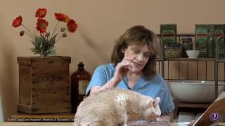 Feline Palpation and Acupuncture Treatment by CuraCore, Part III