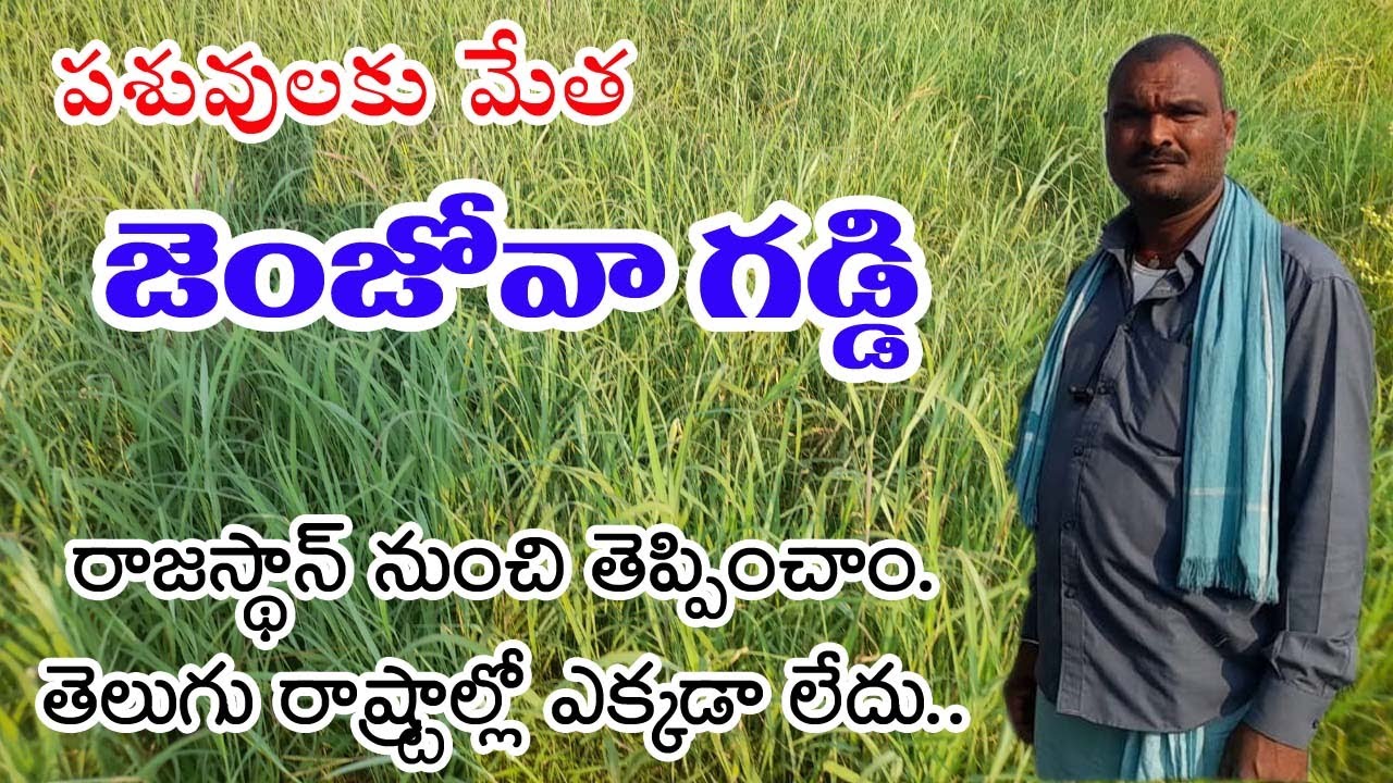జెంజోవా గ‌డ్డి|ప‌శువుల మేత‌|Genjovagrass|Manavyavasayam|మన వ్య‌వ‌సాయం|Buffalo,cowa grass|