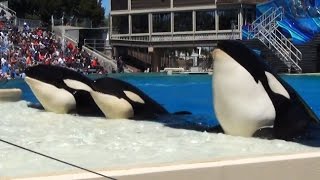 One Ocean Full Show  Soak Zone  SeaWorld San Diego