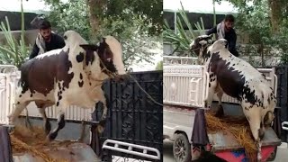 Dangerous Qurbani Cow Unloading 😱🔥| Dangerous bull 🐂 - Aesthetic Meow