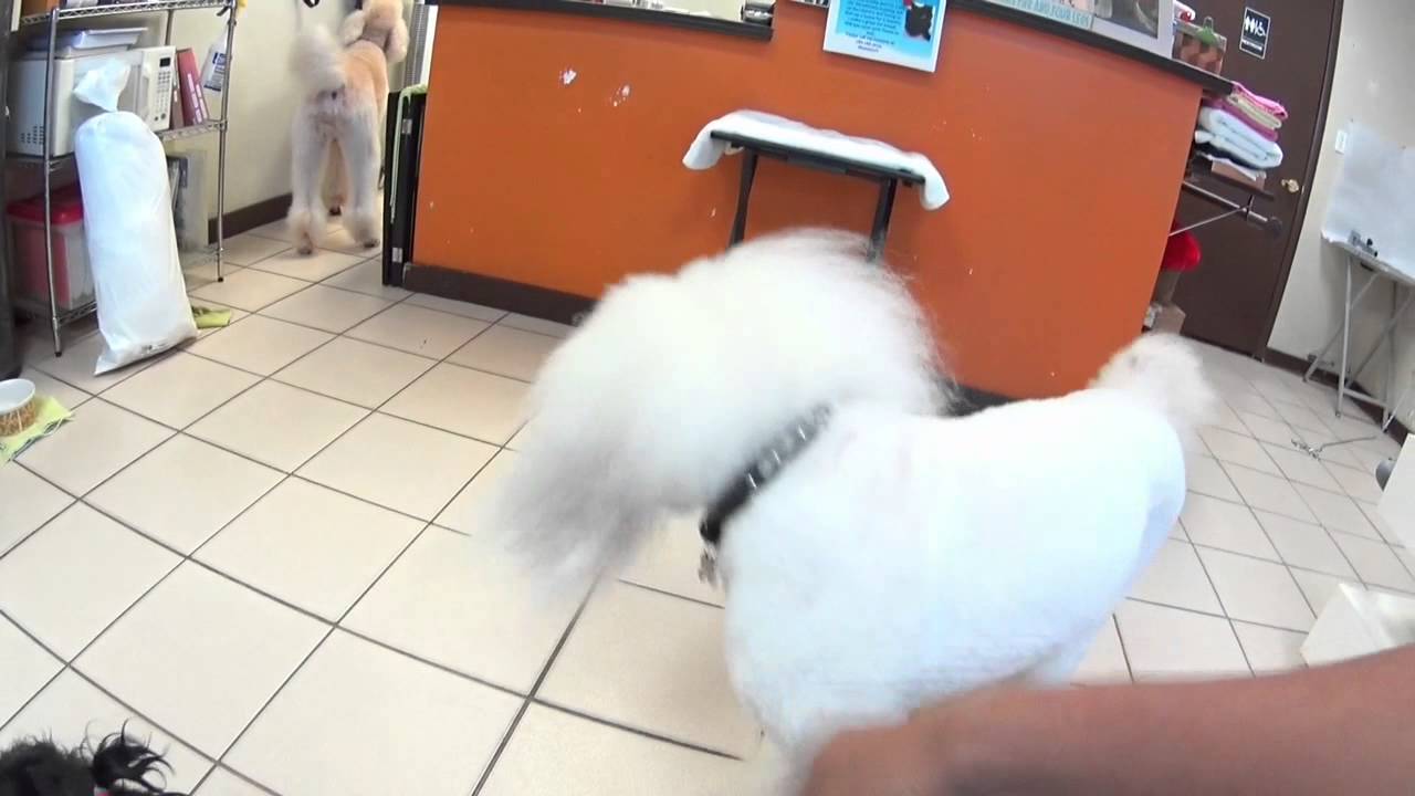 The Dog House Miami Beach, Dog Grooming Miami Beach YouTube