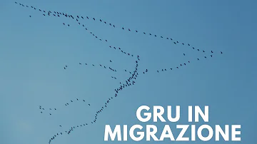Dove migrano le gru?