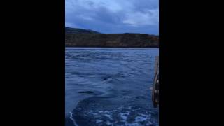 HáMAr - Traditional fishing in the Azores // www.hamar-azores.com