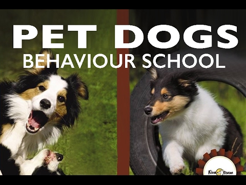 dog calming signals dog calming signals