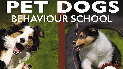PET DOGS Behaviour School - 4. Calming signals