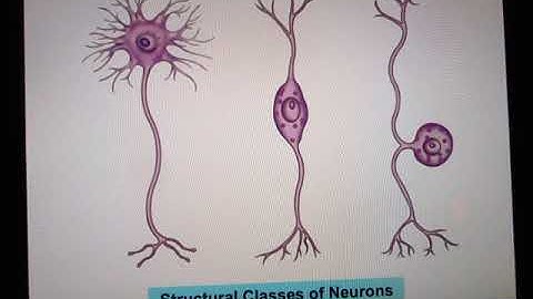 ACC Biol2401 API Nervous System 1 Online Lecture
